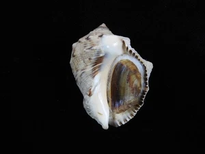 Sea Shell púrpura bufo 45,7 mm ID#9197 - Imagen 1 de 3