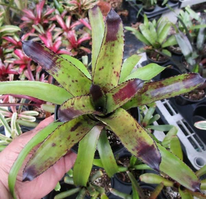 BUY ANY 3 SAVE 15% BROMELIAD Canistrum TRIANGULARE Unique Stunning Specie! - Picture 1 of 6