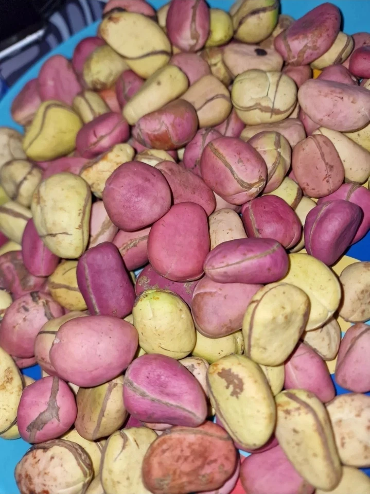 FRESH 1kg Kolanüsse Bio - Obi Oloju Meji Garciniakola sehr frisch eingetroffen 01.10.2025