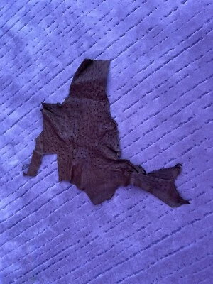 Genuine 100% Ostrich Exotic Leather Hide Head Upholstery Wallet Belt Bag Boot - Image 1 of 3