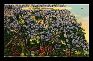 LINEN UNPOSTED POSTCARD THE JACARANDA TREES OF FLORIDA - Picture 1 of 2