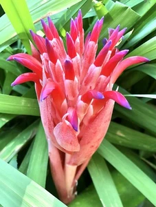 Billbergia Pyramidalis Bromeliad Flaming Torch Foolproof Plant Stunning Flower - Picture 1 of 11