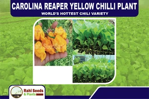 Carolina Reaper Yellow Chilli Plant - World's Hottest Chili Variety - Picture 1 of 8