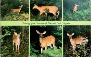 Postal del Parque Nacional Shenandoah Virginia Ciervos Vida Silvestre Saludo Naturaleza Bosques - Imagen 1 de 2