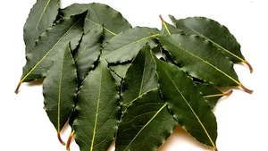 50 x Freshly Picked Aromatic Organic Bay Leaves, Laurus Nobilis - Picture 1 of 4