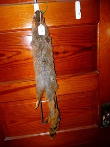 HERMOSA ardilla de zorro rojo curtida piel piel taxidermia 4 pies garras cabina S4 - Imagen 1 de 5
