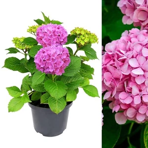Hydrangea Pink Large Plant in 5L Pot - 50-60cm in Height Garden Ready - Picture 1 of 6