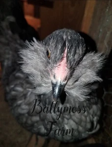 BLUE BLACK SPLASH AMERAUCANA HATCHING EGGS - Picture 1 of 12