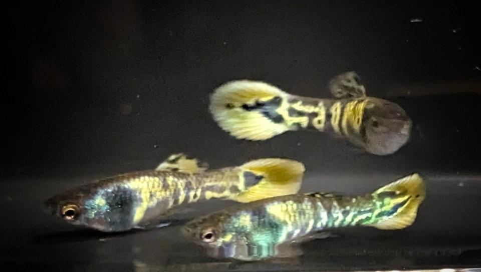 Tiger Endlers! FedEx 2 días!!! Foto 1 de 4