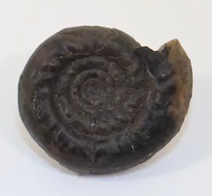 Ammonit, Tropigastrites lahontanus, Trias, Nevada, USA -k884 - Bild 1 von 5