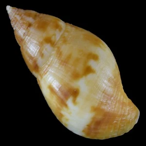 PISANIA TRITONOIDES (Masbate Isl., Philippinen) 22,5mm #29170 - Bild 1 von 4