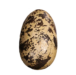 Theropod Egg 9" Dinosaur Prop Jurassic Statue Lifelike Detailed Lifesize Models - Picture 1 of 6