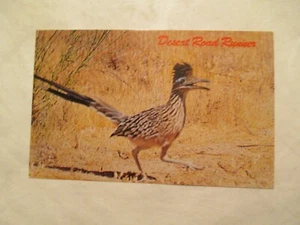 Postkarte Wüstenstraße Läufer Vogel Clown der Wüste Staatsvogel New Mexico - Bild 1 von 2