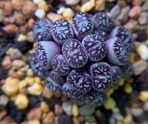 Lithops Rare Living Stones Plants Cactus Home Plantnes Plants Cactus 50 seeds