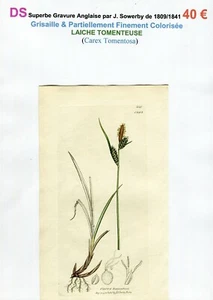XIX ème - LAÎCHE TOMENTEUSE (Carex Tomentosa) Superbe Gravure de 1809/1841 - Imagen 1 de 2