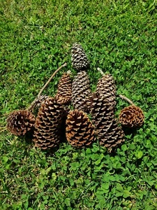Natural Harvest: 25 Loblolly Pine Cones FREE Shipping - Picture 1 of 2
