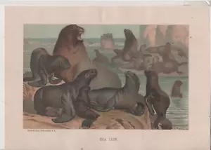 ART Print (1885)  "SEA LION" ( Chromolithograph Prang - Selmar Hess NY Q - Picture 1 of 1