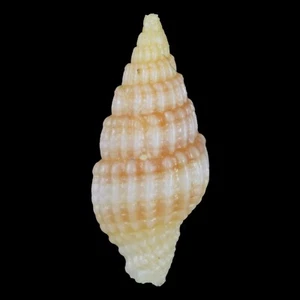 VEXILLUM MICA (Isla Actan, Filipinas) 7,3 mm #47584 - Imagen 1 de 3