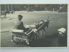 ANIMALI-SCIMMIA-REAL PHOTO-FOLKLORE-O9C-S32714