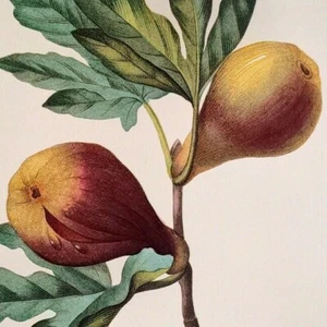P. J. Redoute Fruits Ficus violacea Botanischer Kunstdruck Exlibris 38 - Bild 1 von 2