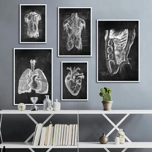 Leinwand Bilder Wandbild Menschlich Anatomie Kunstwerk Drucke Körper Erziehen