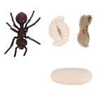  Wachstumszyklus Der Insekten Wachstumsspielzeug Für Rote Ameisen