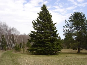 1 Northern Spruce Tree - Live Bare Root Plant 14-24" tall - Picture 1 of 5
