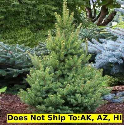 North Star White Spruce Tree in 6Gal Pot Outdoor Evergreen Tree Cold Hardy Plant - Image 1 of 2