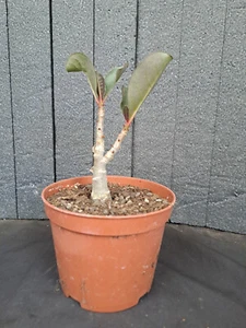 Adenium obesum caudex caudiciform PFLANZE ebay-P072 - Bild 1 von 9