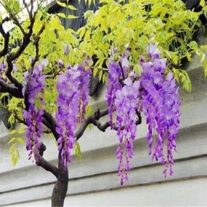 Exquisite Beauty Japanese Wisteria Floribunda Purple Ornamental Vine Seeds 10pcs - Picture 1 of 5