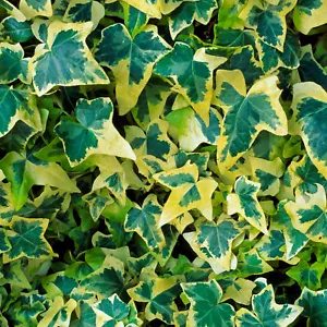 Hedera Helix Goldchild Ivy Climbing Evergreen Hardy Shrub Outdoor Garden - Picture 1 of 10