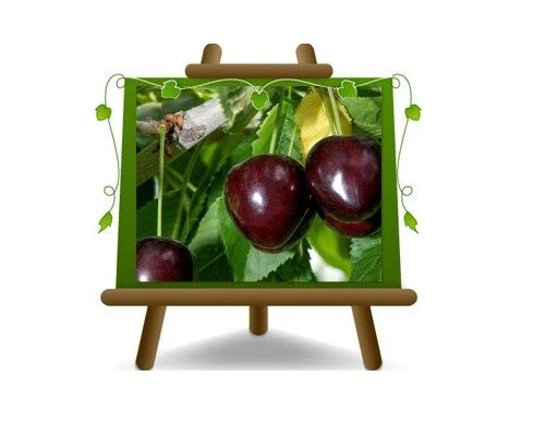 EURO PLANTS VIVAI Ciliegio Dolce Durone di Cesena Pianta da frutto vaso 26 max 200 cm 4 anni