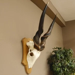 Eland (Taurotragus oryx) trofeo de cráneo H 88 cm longitud del cuerno 86 cm antílope África - Imagen 1 de 9