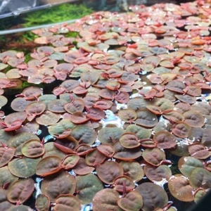 Red Root Floater Very Healthy Live Tropical Aquatic Floating Aquarium Plants - Picture 1 of 7