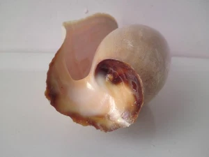 Elephant's Snout Volute Shell Cymbium glans gastropod natural seashell - Foto 1 di 21