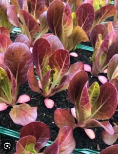 Roter Romana Salat mit schöner Füllung, 15+ Samen - Bild 1 von 4