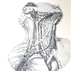 Surgical Approaches to the Neck Cervical Spine and Upper Extremity Book 1967 - Picture 1 of 13