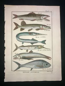 BONNATERRE - HECHT, GARFISH - PL.72 - FOLIO ORIGINAL HC FISCHDRUCK - GEDRUCKT 1788 - Bild 1 von 1