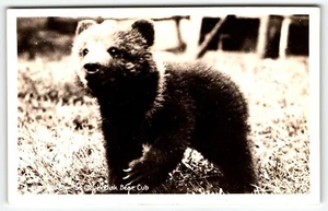 Postal RPPC de dos meses de antigüedad Kodiak Bear Cub Alaska AK UNP - Imagen 1 de 2