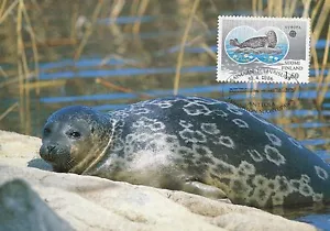 Finland 1986 Maxi Card Number 5 - Saimaa Ringed Seal (Pusa Hispida Saimensis) - Picture 1 of 2