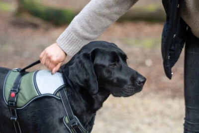 Rukka Pets Mission Dog Harness Green Large