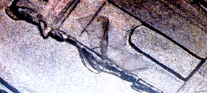 2024 Nickel Error  Die Chip\Die crack Error On the Reverse low mintage FS - Picture 1 of 8