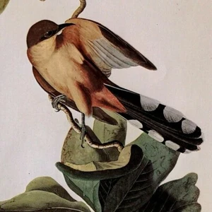 Plato de libro de arte vintage John James Audubon Birds MANGROVE COCKOO 425 - Imagen 1 de 3