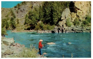 Finest Trout In The Rockies Gunnison River In The Black Canyon Fishing Postcard - Picture 1 of 2
