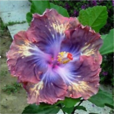 20 SEEDS Violet Deep Purple HIBISCUS flower exotic garden/house plant USA Seller