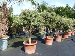 Olivenbaum 120 - 140 cm mit vielen Oliven winterhart Olea Europaea Bonsai - Bild 1 von 10