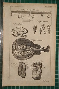 1764 ANTIQUE PRINT ~ STRENGTH OF TIMBER ~ TOBACCO PLANT ~ THE TONGUE ANATOMY - Picture 1 of 1