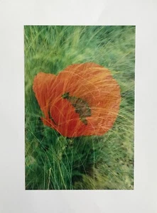 Jean Claude CHASTAING - Montaje Fotográfico - El Coquelicot - Imagen 1 de 1