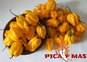 30 HABANERO YELLOW SEED CHILE SEEDS 100% GUARANTEED - Picture 1 of 12