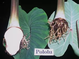 ~Pololū~ TARO Variety #083 edible Colocasia HAWAIIAN live small starter Plant - Picture 1 of 10